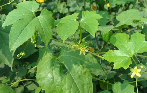  Branch with leaves